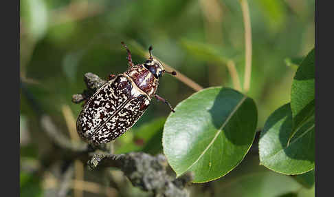 Walker (Polyphylla fullo)