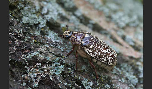 Walker (Polyphylla fullo)