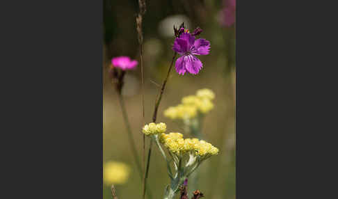 Karthäuser-Nelke (Dianthus carthusianorum)