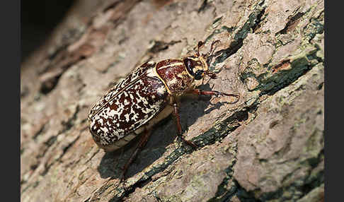 Walker (Polyphylla fullo)