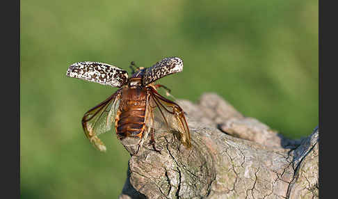 Walker (Polyphylla fullo)