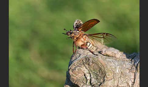 Walker (Polyphylla fullo)