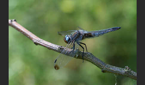 Spitzenfleck (Libellula fulva)