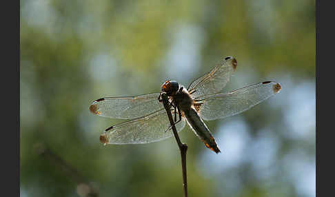 Spitzenfleck (Libellula fulva)