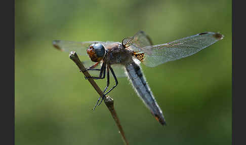 Spitzenfleck (Libellula fulva)