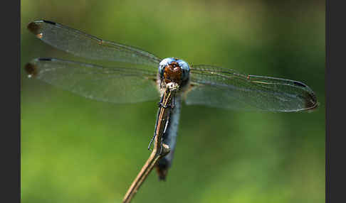 Spitzenfleck (Libellula fulva)