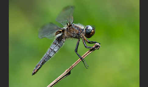 Spitzenfleck (Libellula fulva)