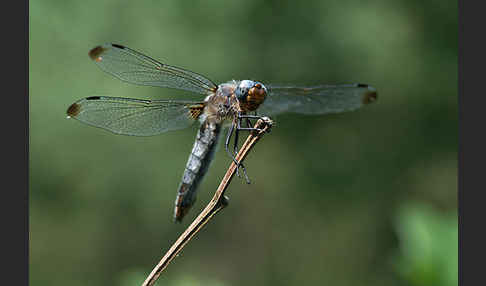 Spitzenfleck (Libellula fulva)