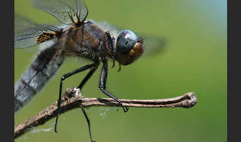 Spitzenfleck (Libellula fulva)