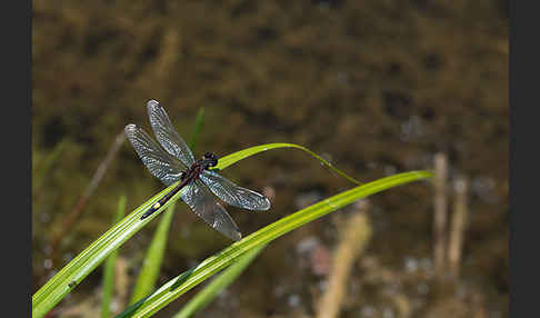 Große Moosjungfer (Leucorrhinia pectoralis)