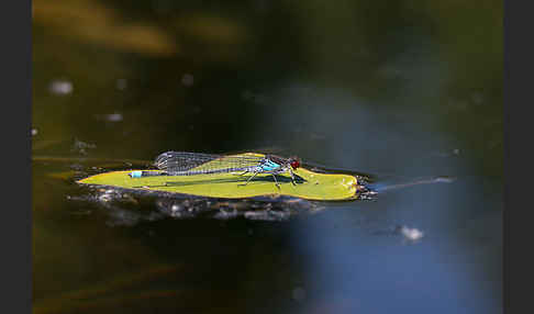 Großes Granatauge (Erythromma najas)