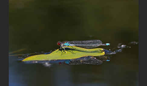 Großes Granatauge (Erythromma najas)