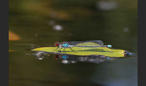 Großes Granatauge (Erythromma najas)