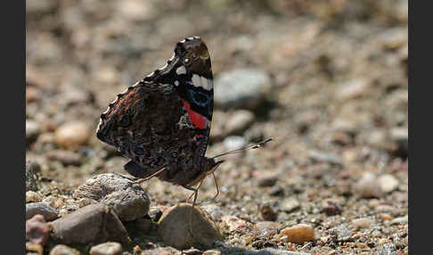 Admiral (Vanessa atalanta)