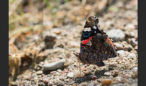 Admiral (Vanessa atalanta)