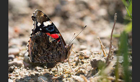 Admiral (Vanessa atalanta)