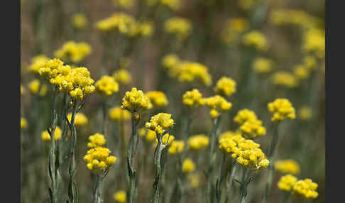 Sand-Strohblume (Helichrysum arenarium)