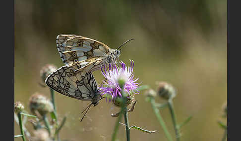 Schachbrett (Melanargia galathea)