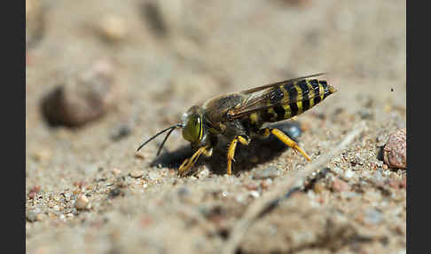 Kreiselwespe (Bembix rostrata)