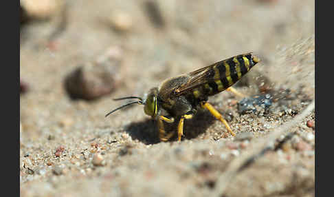 Kreiselwespe (Bembix rostrata)