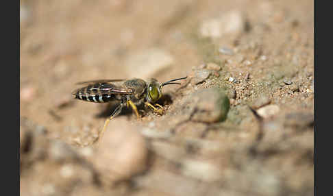 Kreiselwespe (Bembix rostrata)