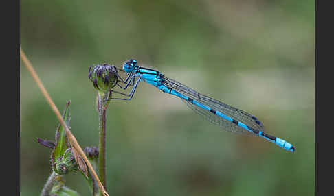 Becher-Azurjungfer (Enallagma cyathigerum)