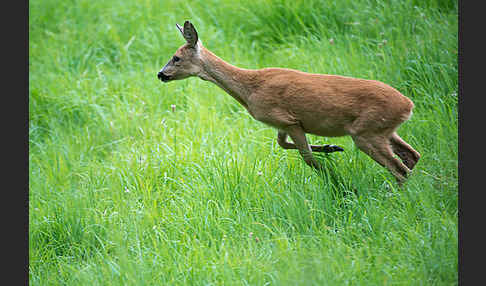 Rehwild (Capreolus capreolus)