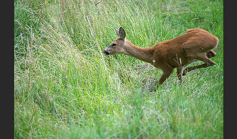 Rehwild (Capreolus capreolus)