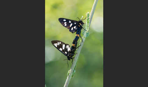 Weißfleckwidderchen (Syntomis phegea)