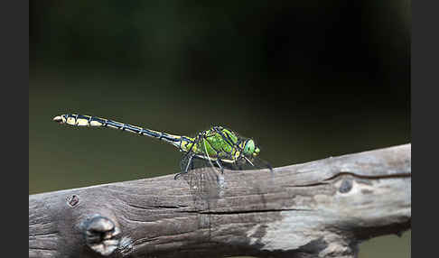 Grüne Keiljungfer (Ophiogomphus cecilia)