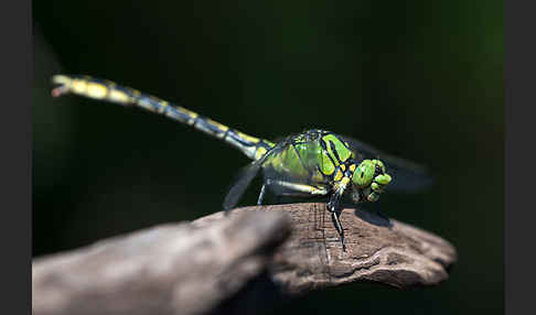 Grüne Keiljungfer (Ophiogomphus cecilia)