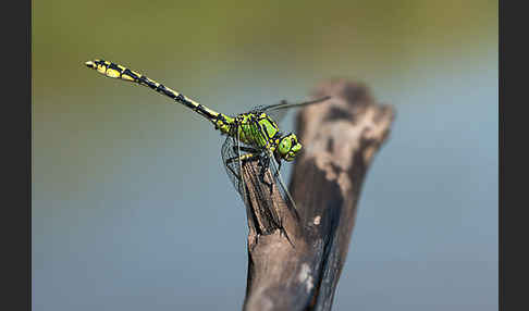 Grüne Keiljungfer (Ophiogomphus cecilia)