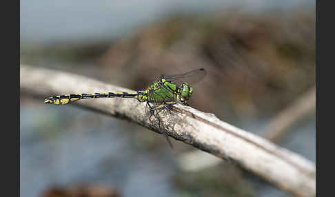 Grüne Keiljungfer (Ophiogomphus cecilia)