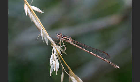 Gemeine Winterlibelle (Sympecma fusca)