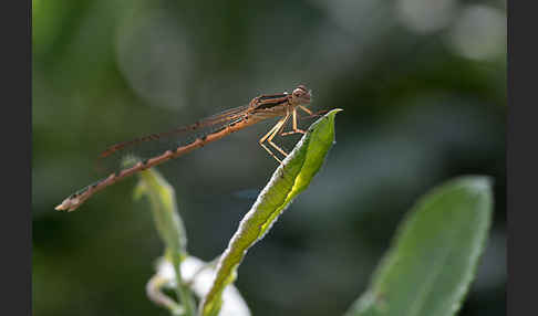 Gemeine Winterlibelle (Sympecma fusca)