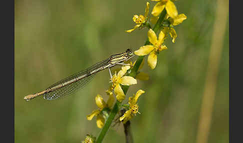 Federlibelle (Platycnemis pennipes)