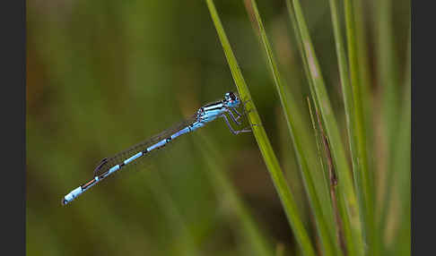 Becher-Azurjungfer (Enallagma cyathigerum)