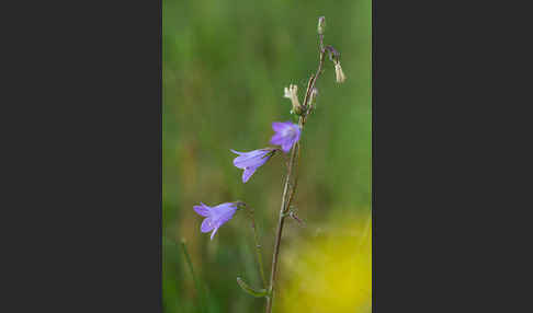 Steppen-Glockenblume (Campanula sibirica)