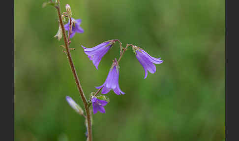 Steppen-Glockenblume (Campanula sibirica)