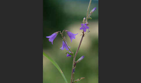 Steppen-Glockenblume (Campanula sibirica)
