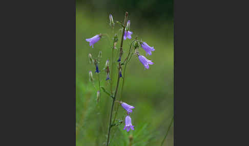 Steppen-Glockenblume (Campanula sibirica)