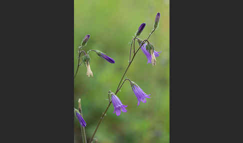 Steppen-Glockenblume (Campanula sibirica)