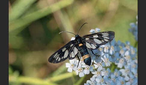 Weißfleckwidderchen (Syntomis phegea)