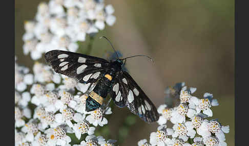 Weißfleckwidderchen (Syntomis phegea)