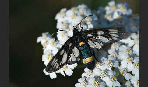 Weißfleckwidderchen (Syntomis phegea)