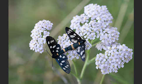 Weißfleckwidderchen (Syntomis phegea)