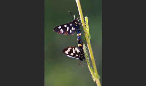 Weißfleckwidderchen (Syntomis phegea)