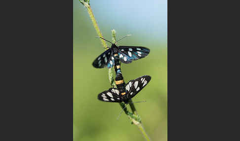 Weißfleckwidderchen (Syntomis phegea)