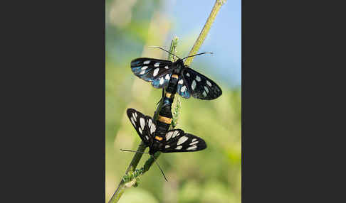 Weißfleckwidderchen (Syntomis phegea)