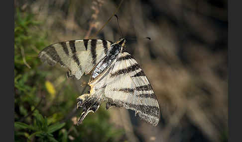 Segelfalter (Iphiclides podalirius)